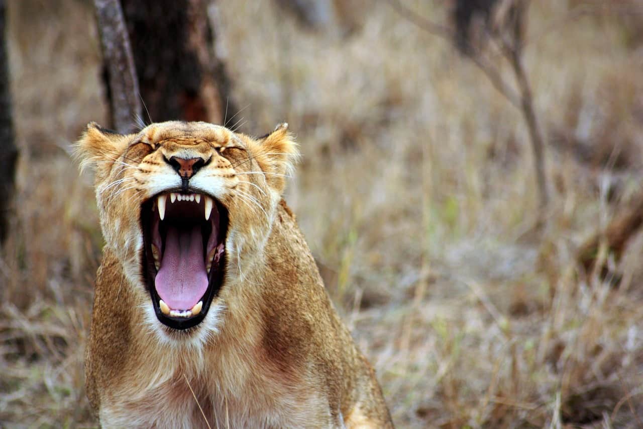 Angry Lion Mom